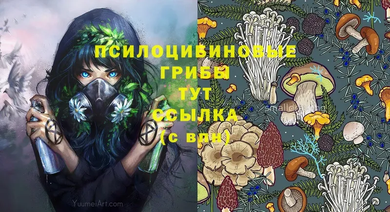 OMG маркетплейс  Лениногорск  Галлюциногенные грибы Cubensis 